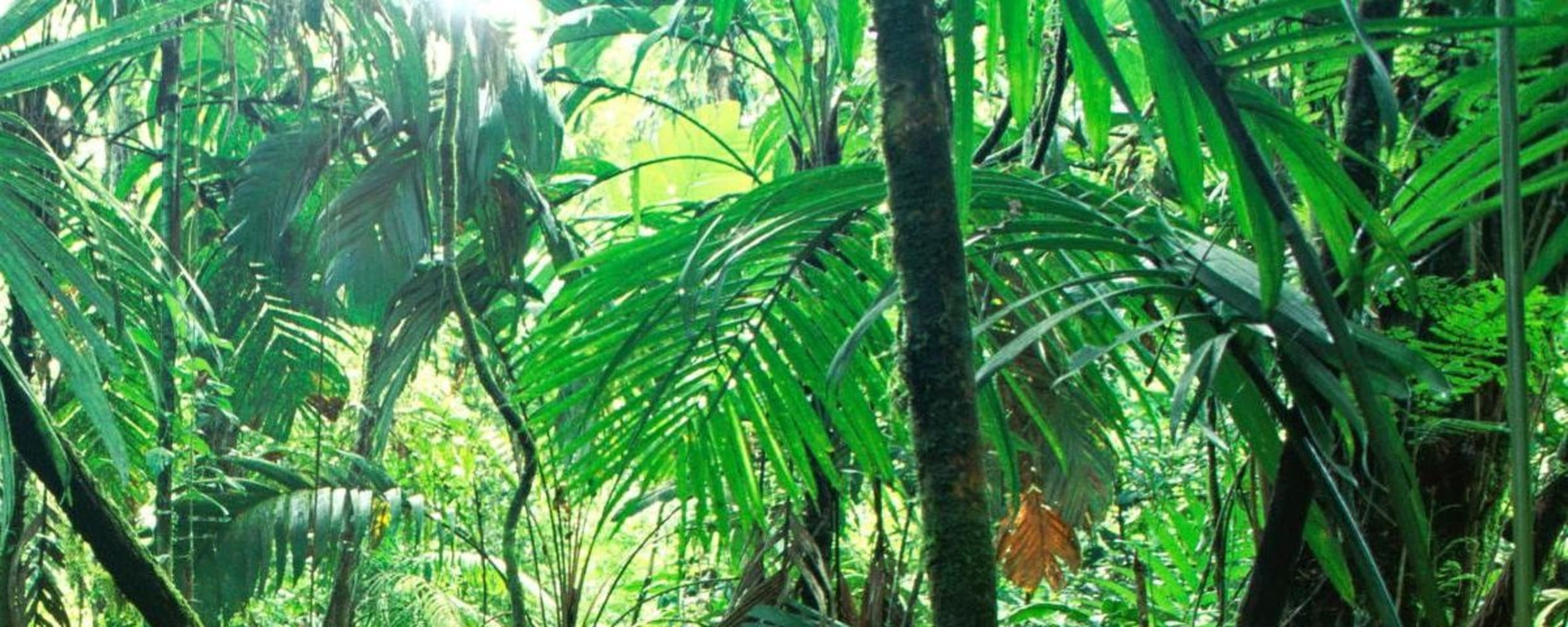 Jungle in Chapas, Mexico. Mexicaanse gemeenschapsbossen zijn minder kwetsbaar voor bedreigingen zoals ontbossing, brand en droogte die grote delen van het Amazonebekken bedreigen, omdat naburige gemeenschappen ze voortdurend in de gaten houden.