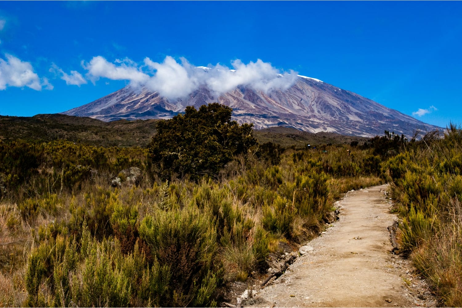 Kilimanjaro is driekwart van zijn planten verloren