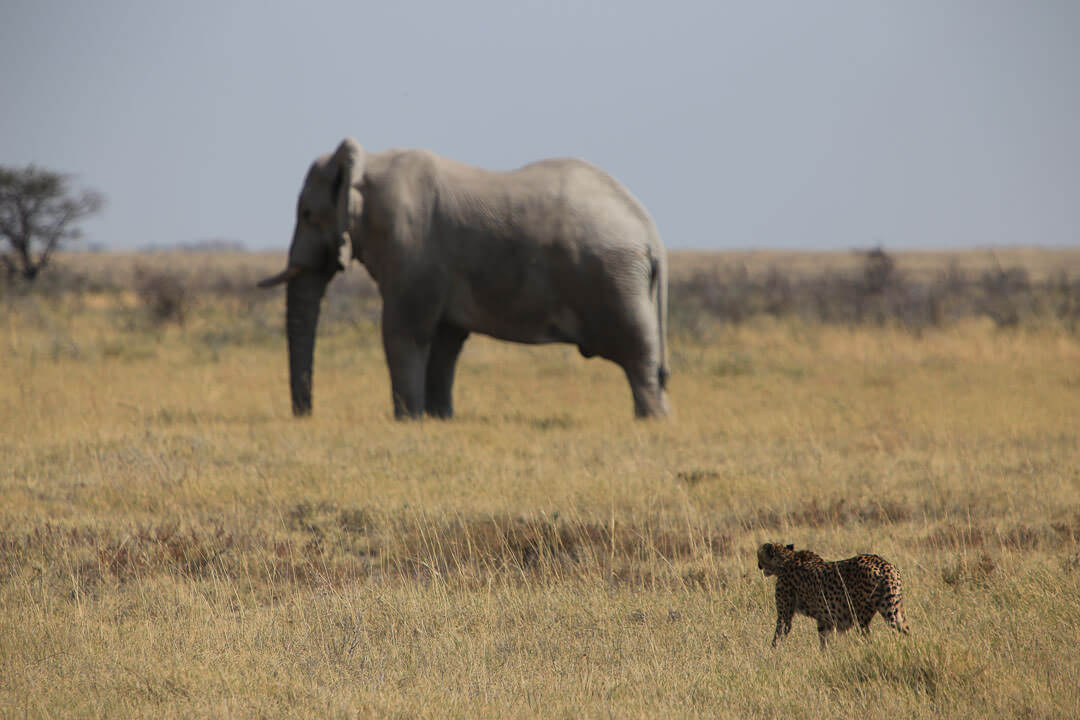 Elephant et léopard femelle en chasse