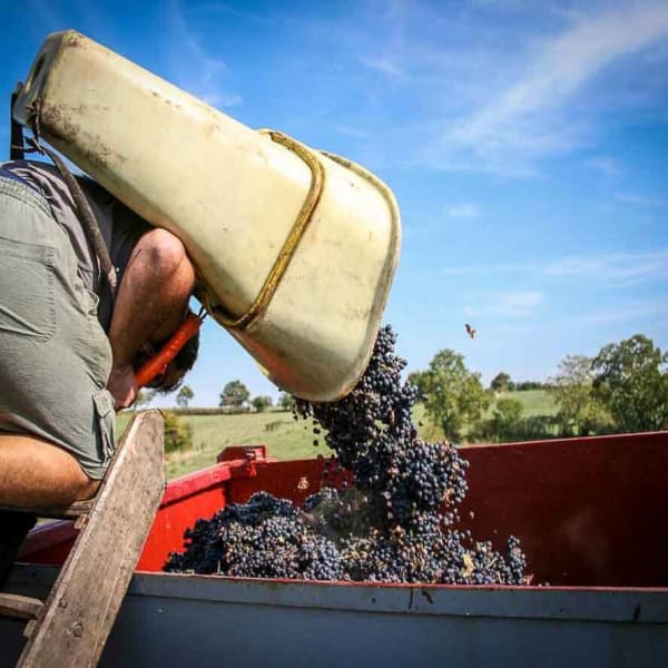vignoble d’entreprise Corporate photo de château pendant les vendanges en Bourgogne à Bordeaux Aquitaine Gironde formation photo et graphisme