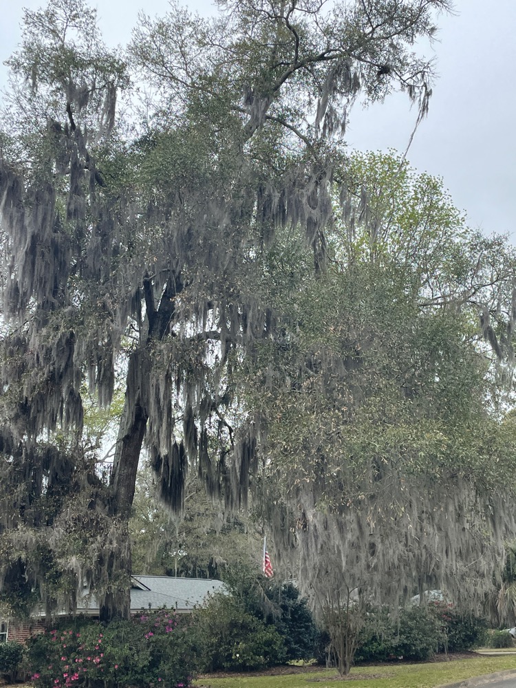 I Hate Spanish Moss Rdq Forums Connect Learn Help
