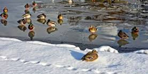 De-icers and ice eaters for duck hunting