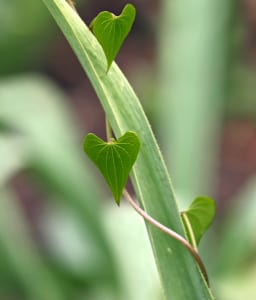 plant shoot