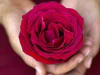 rose in hand