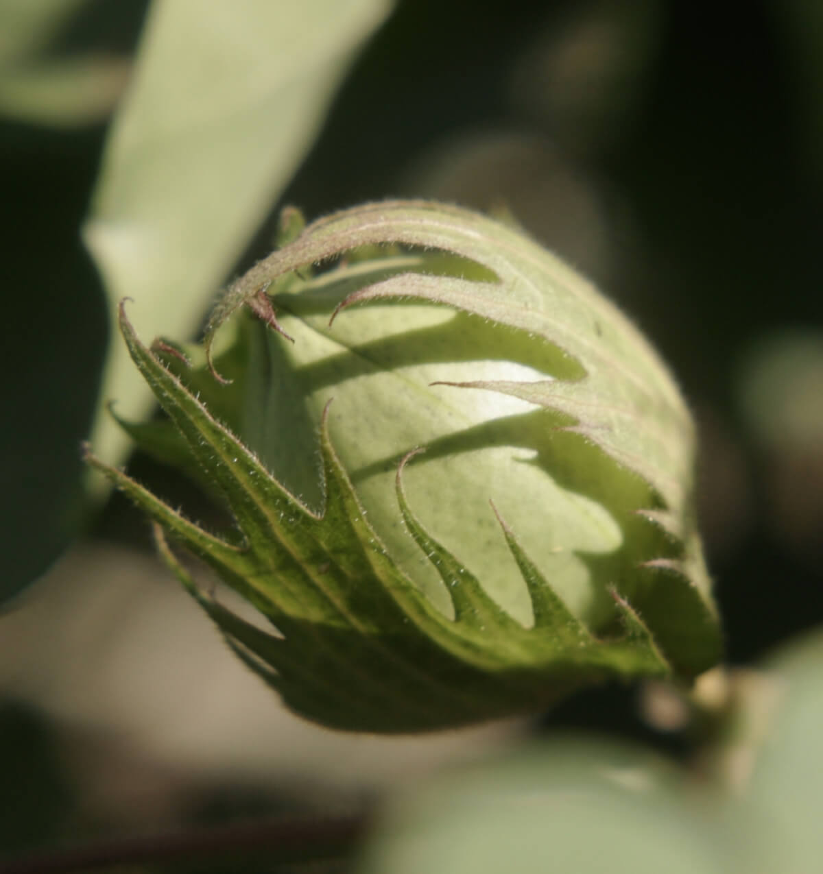 Fiore di cotone biologico che simboleggia l&rsquo;approvvigionamento tessile sostenibile di Stanley/Stella.
