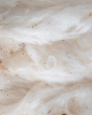 Fibre de coton biologique