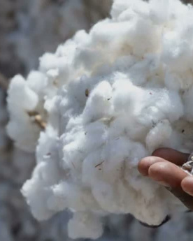 Producteurs de coton biologique Remei
