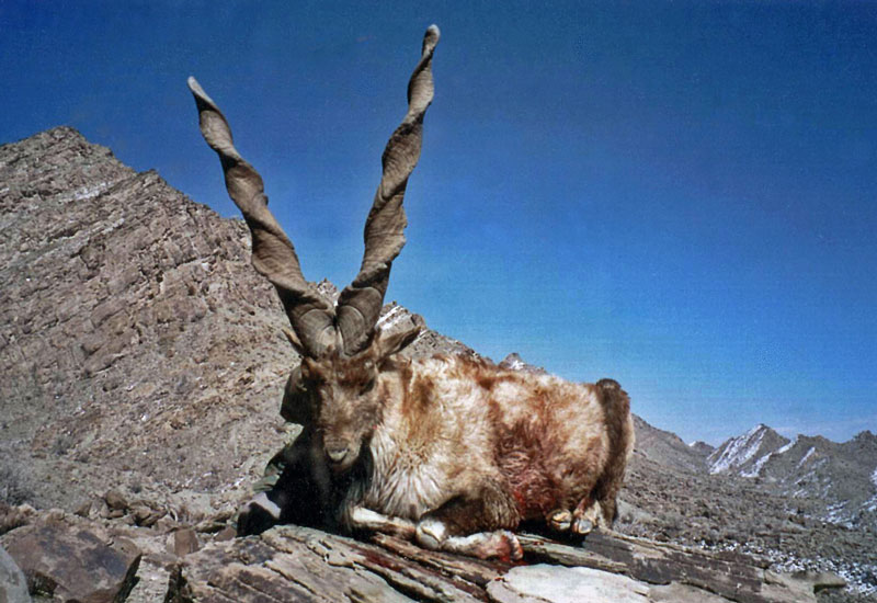 Hazarganji Chiltan National Park - Balochistan