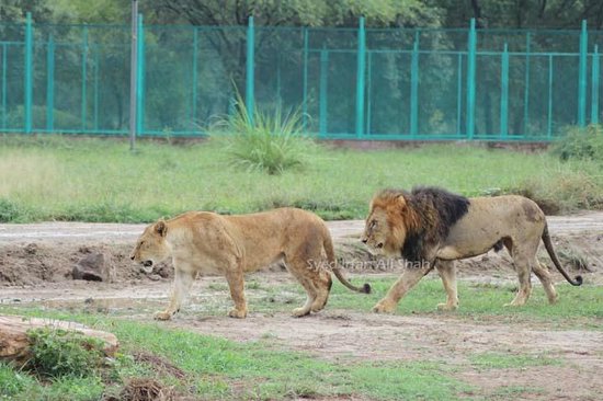 safari park lahore rides