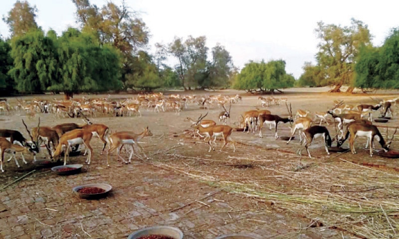 safari zoo rawalpindi