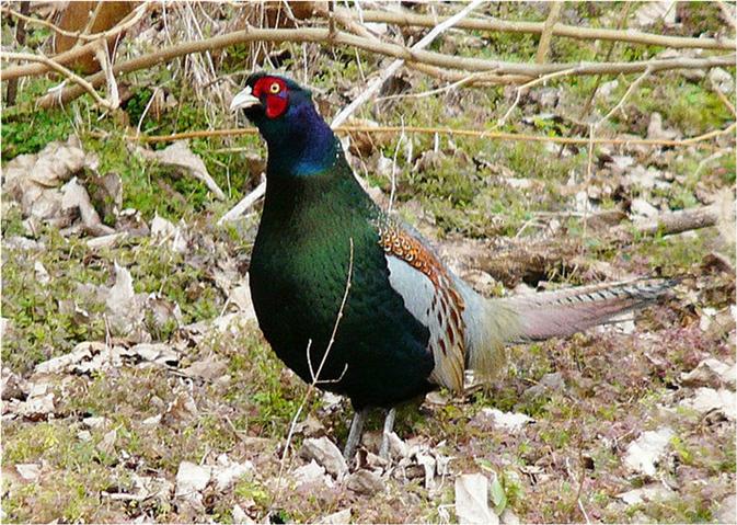 lahore safari park area