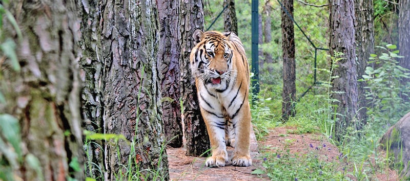 safari park lahore rides