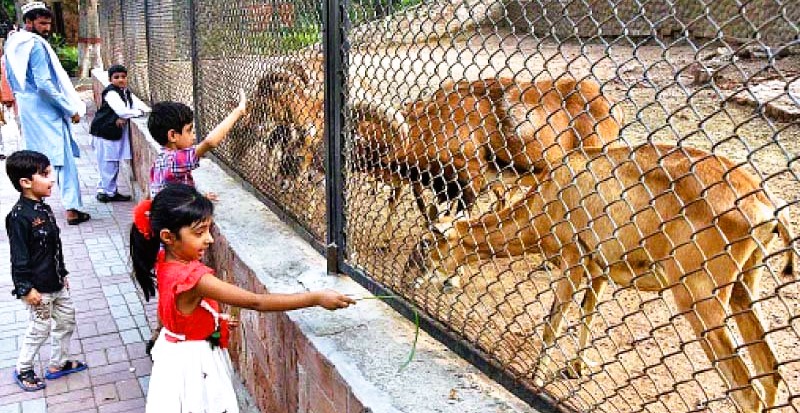 visit to lahore zoo