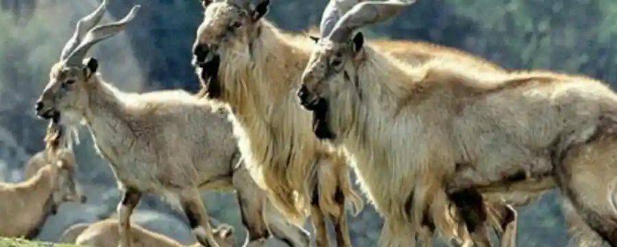 Hazarganji Chiltan National Park - Balochistan