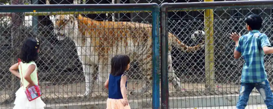 Karachi Zoo - Exploring the Wildlife Wonderland