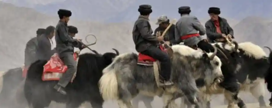 Yak Polo Adventure in Broghil