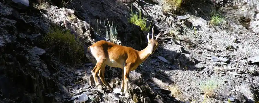 Tooshi Game Reserve - Chitral Valley