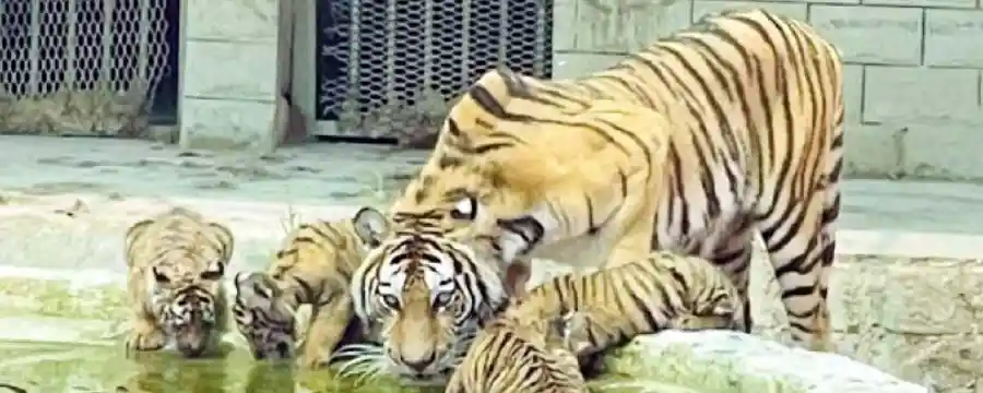 Bahawalpur Zoo - A Fascinating Wildlife Experience