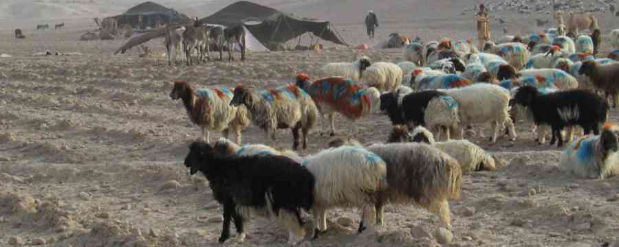 Nomadic People of Pakistan