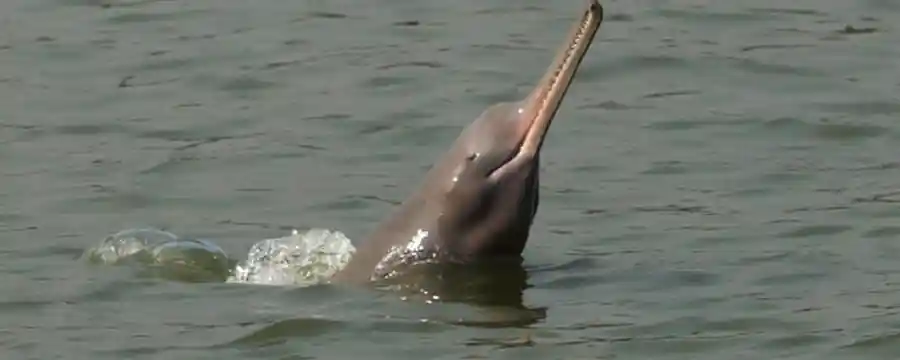 Indus River Dolphin - A Treasure of Pakistan's Waters