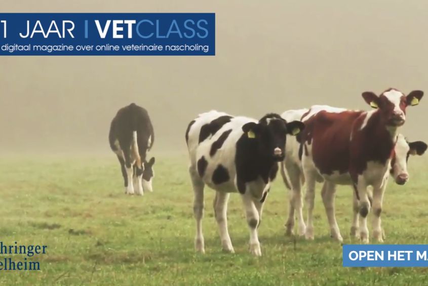 vetclass magazine ter ere van 1 jarig bestaan vetclass magazine ter ere van 1 jarig bestaan online nascholingsplatform dierenartsen