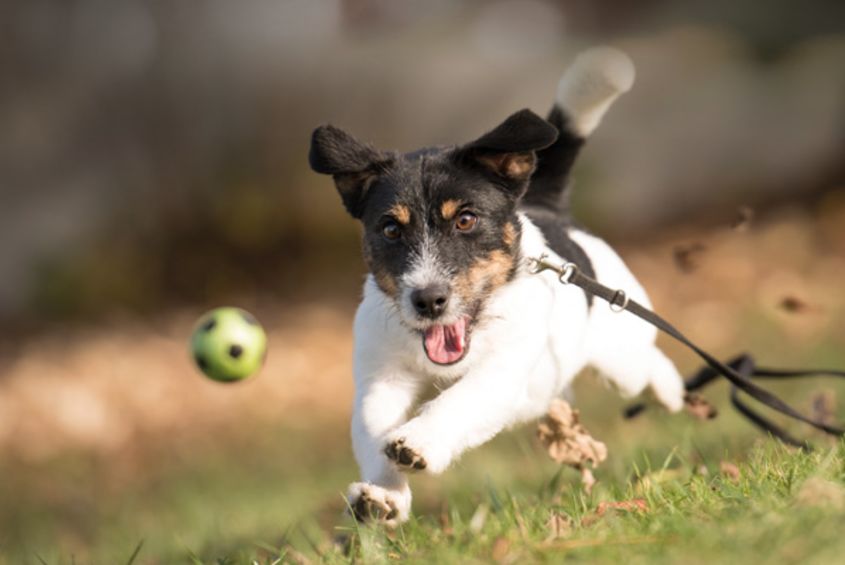 Hond rent achter bal aan Hond rent achter bal aan
