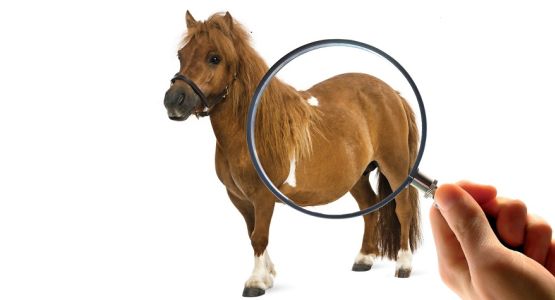 PPID detective paard paard ppid detective vegrootglas
