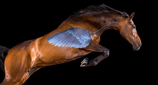 horse-wing horse-wing