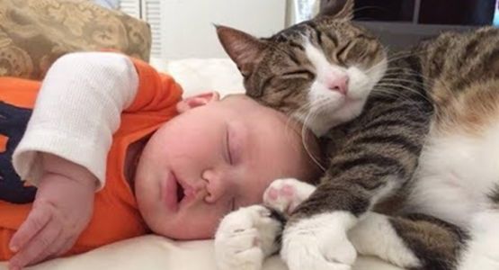 slapende baby met kat slapende baby met kat