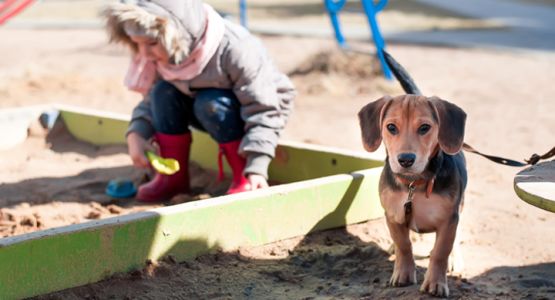 kind en hond bij zandbak kind en hond bij zandbak