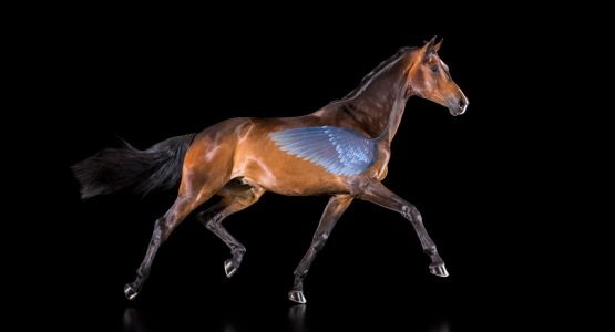 horse-wing-lungs horse-wing-lungs