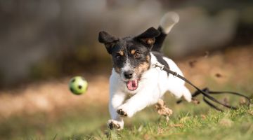 Hond rent achter bal aan Hond rent achter bal aan