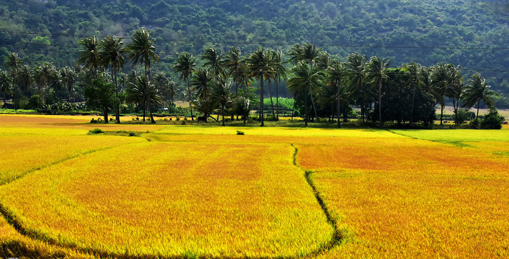 phu yen rice paddies with photo in vietnam