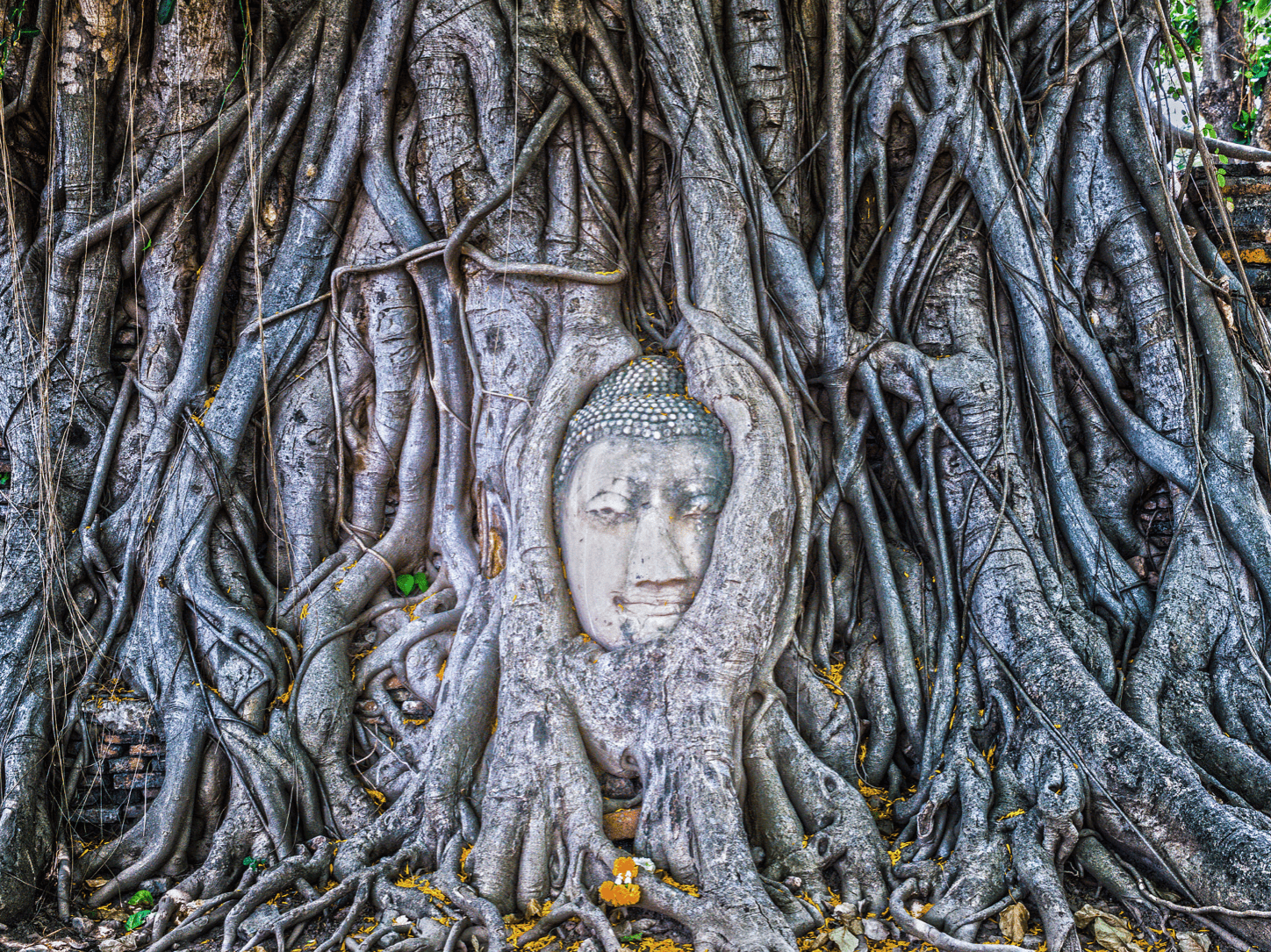 Amazing Buddha Head Mahathat temple Ayutthaya - day trips from Bangkok