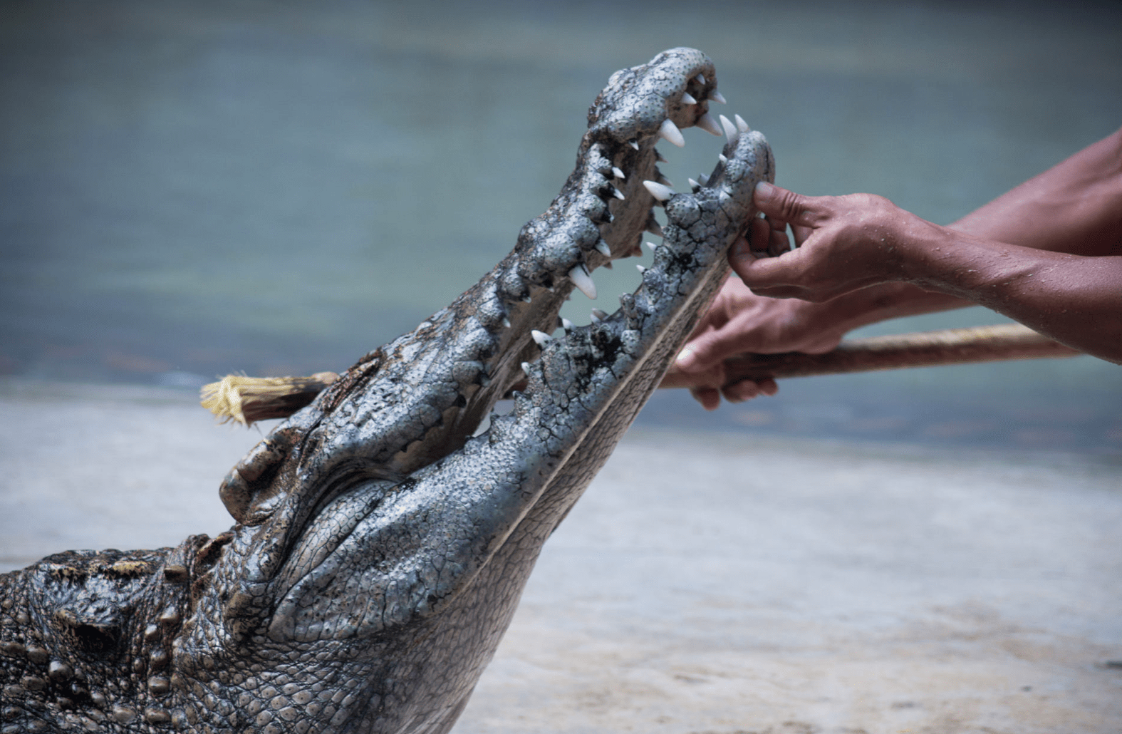 crocodile farm