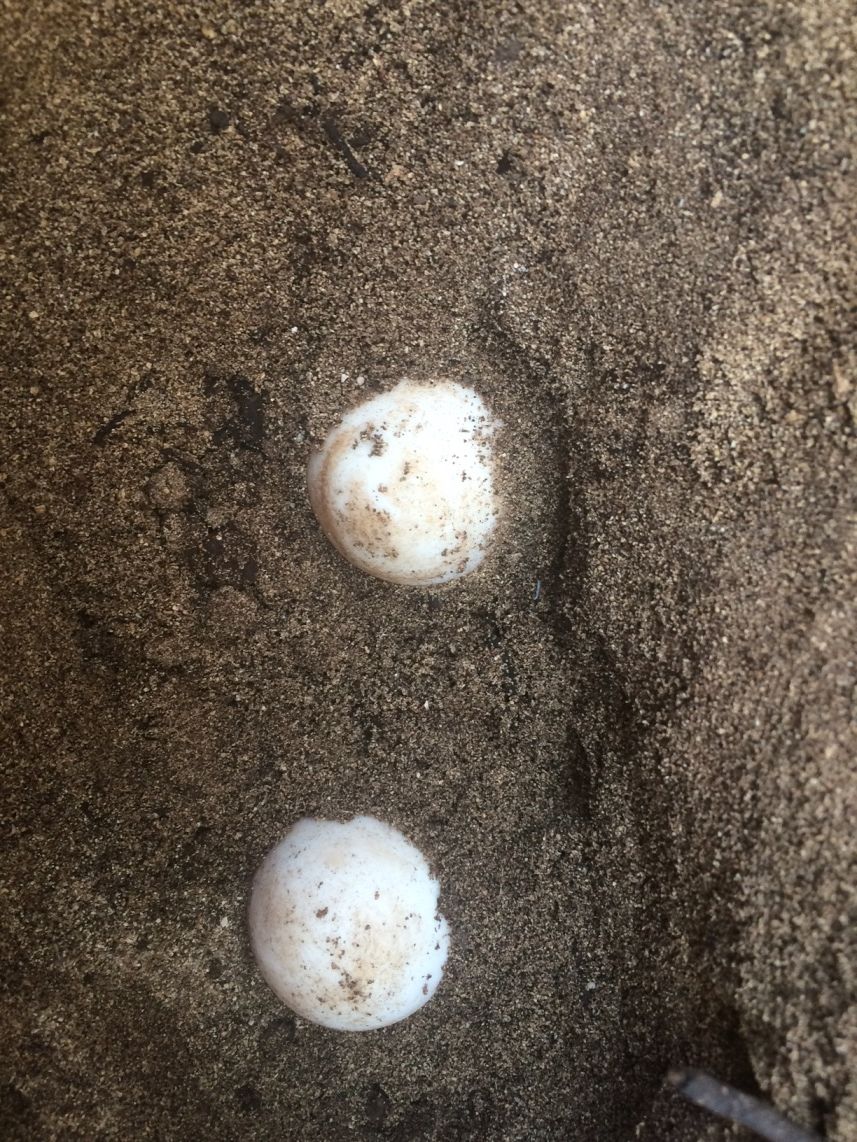 100 egg on Giant on breeding Virgin tortoises Necker 100 egg on Giant on breeding Virgin tortoises Necker