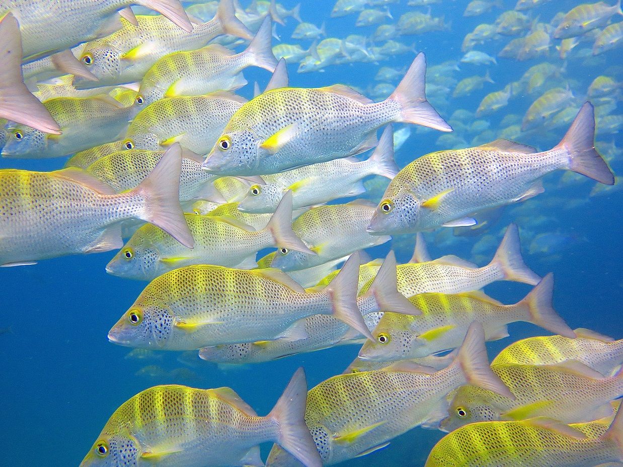 Virgin Unite, Ocean Unite, Ocean, Kristin Hettermann