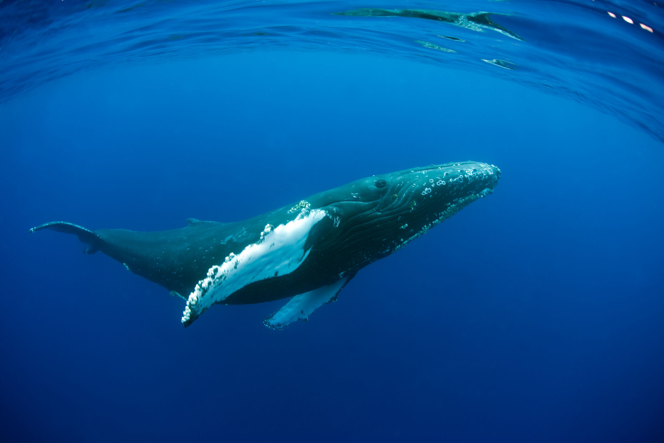 whales, fish, Ocean Unite, Ocean Conservation whales, fish, Ocean Unite, Ocean Conservation
