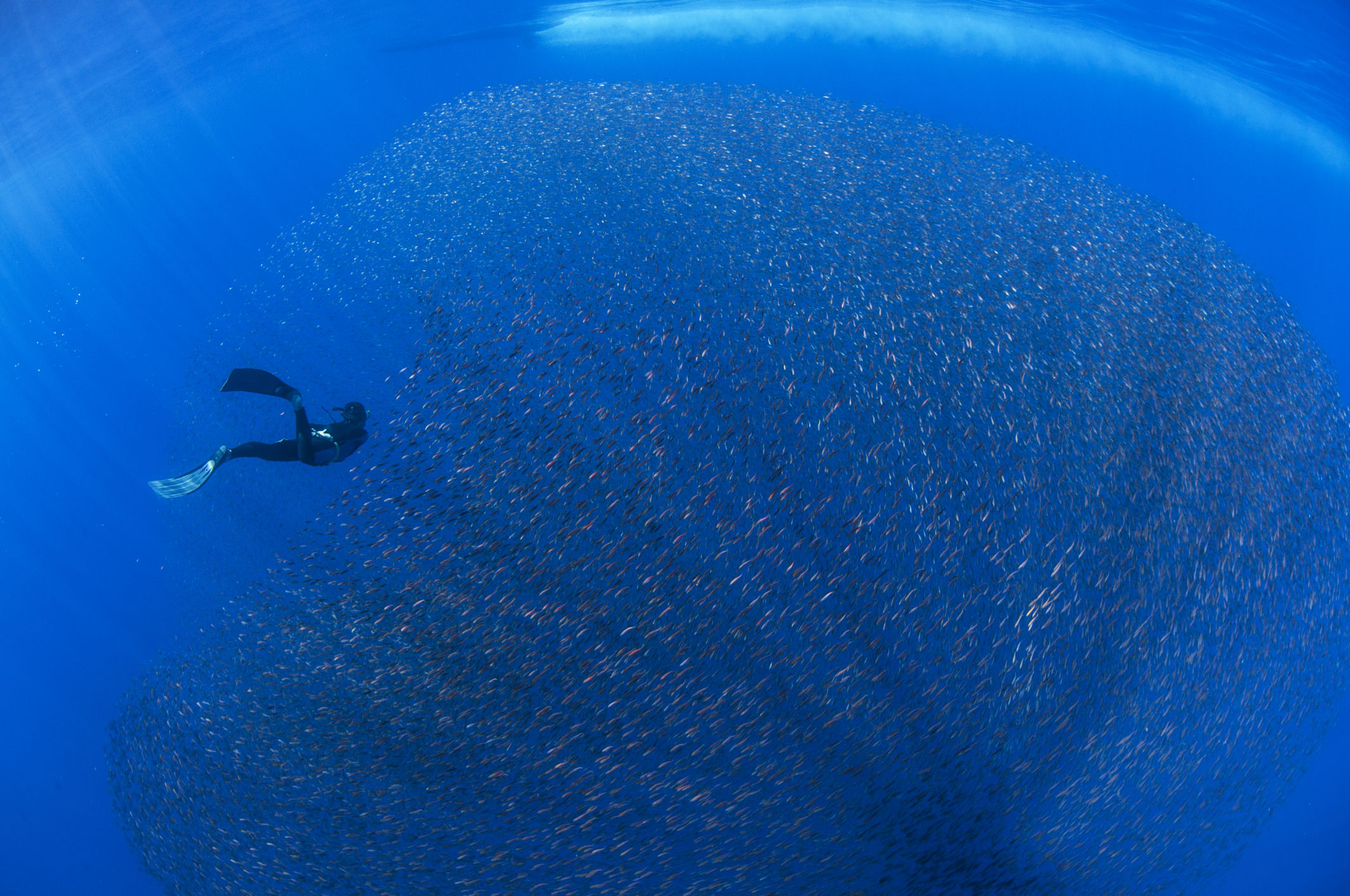 fish, Ocean Unite, Ocean Conservation fish, Ocean Unite, Ocean Conservation