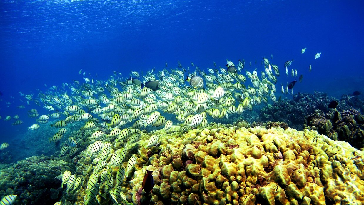 Coral reef in danger