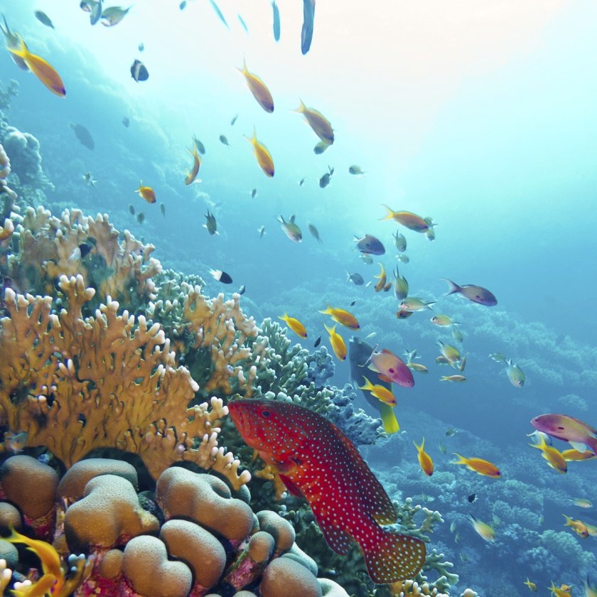 Under the sea