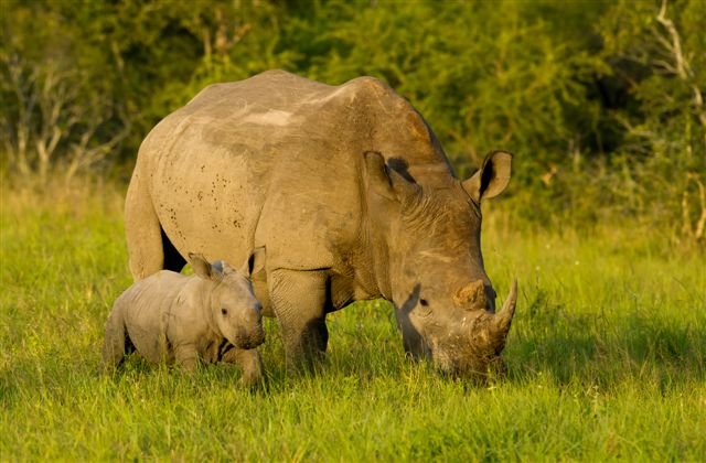 Mother and baby rhino