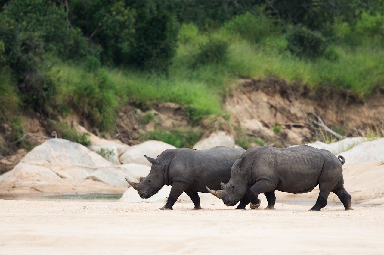Rhinos at Ulusaba