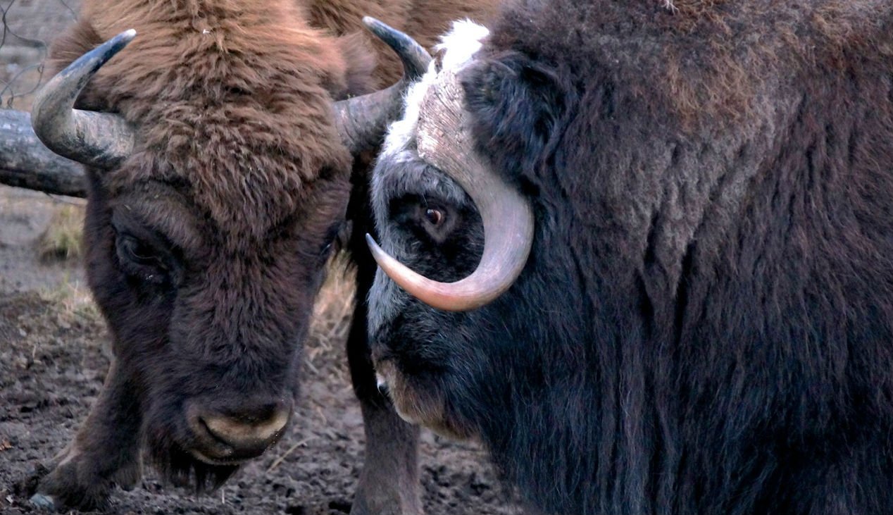 mammoth