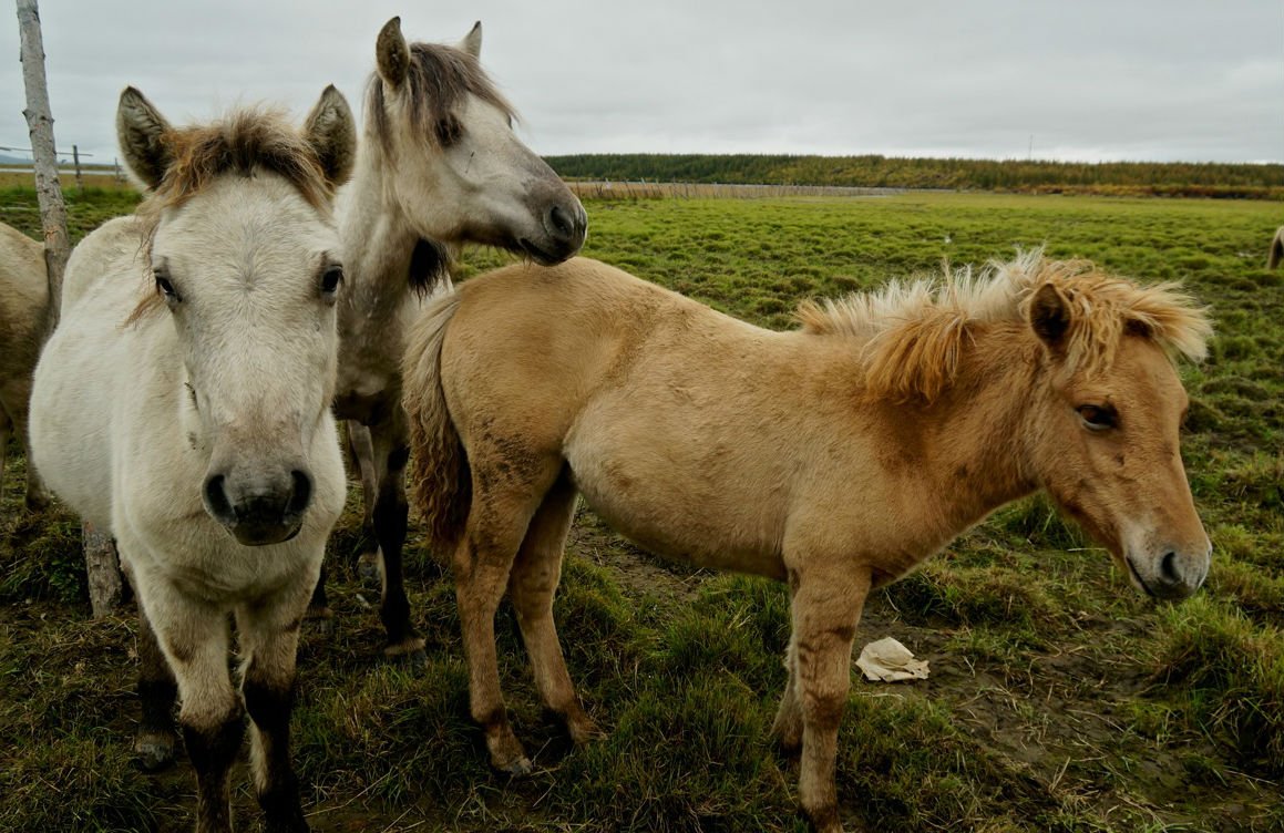 horses pleistocene