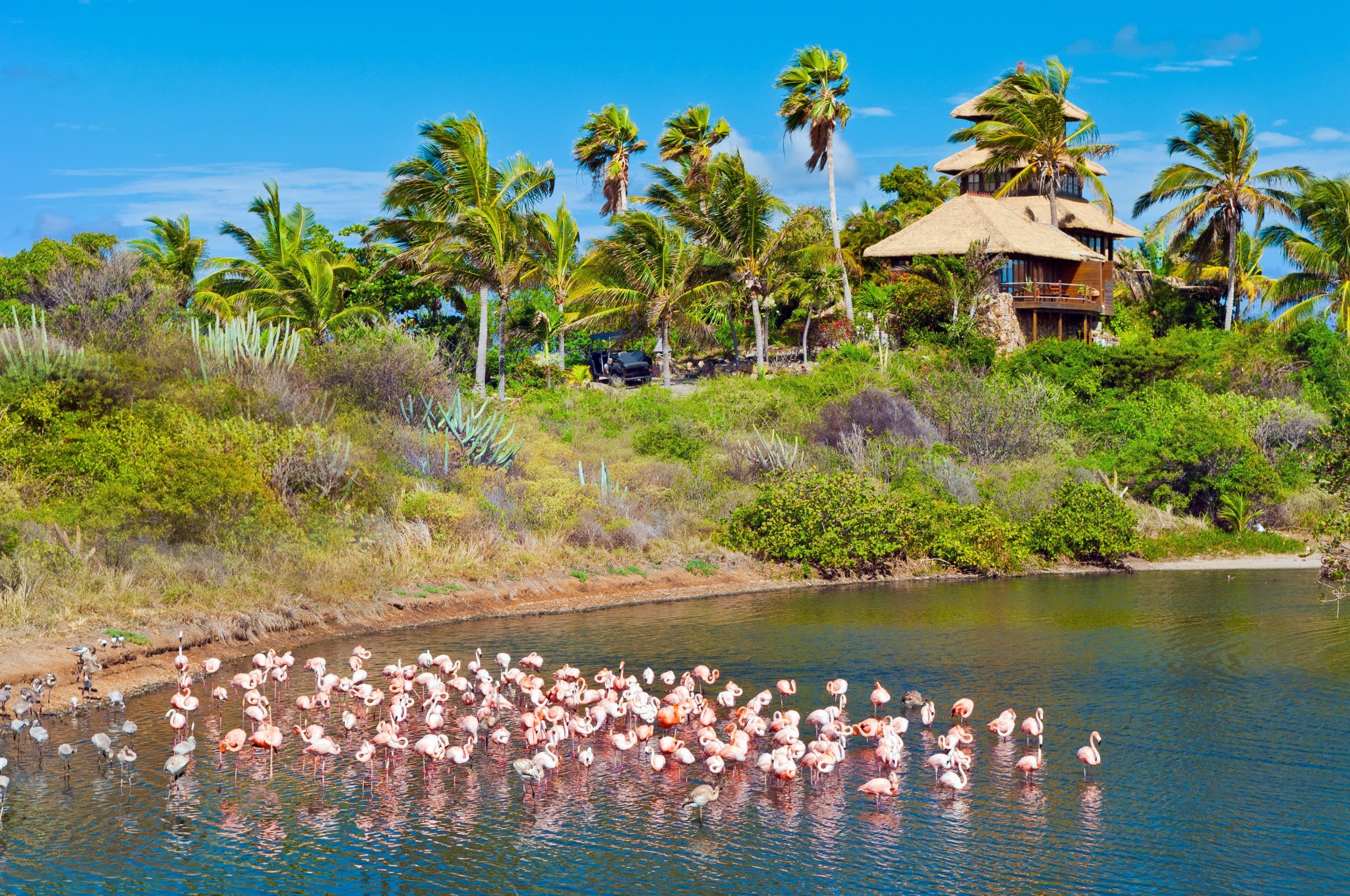 Necker flamingos