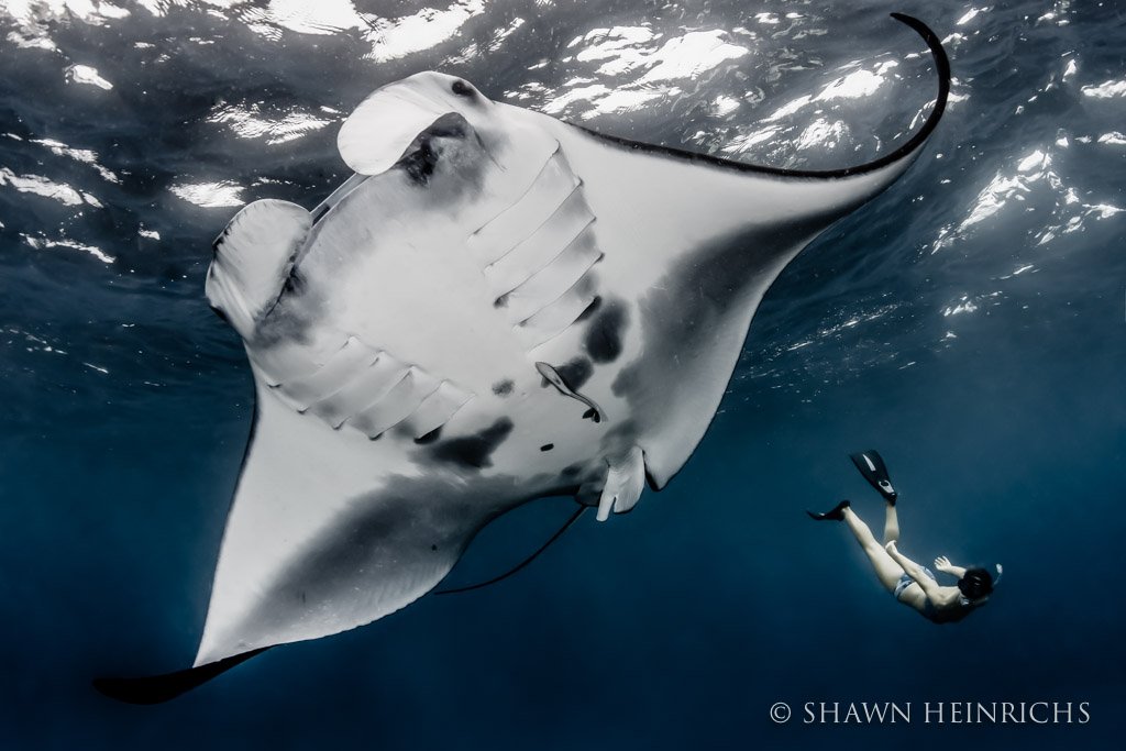 largest manta ray sanctuar