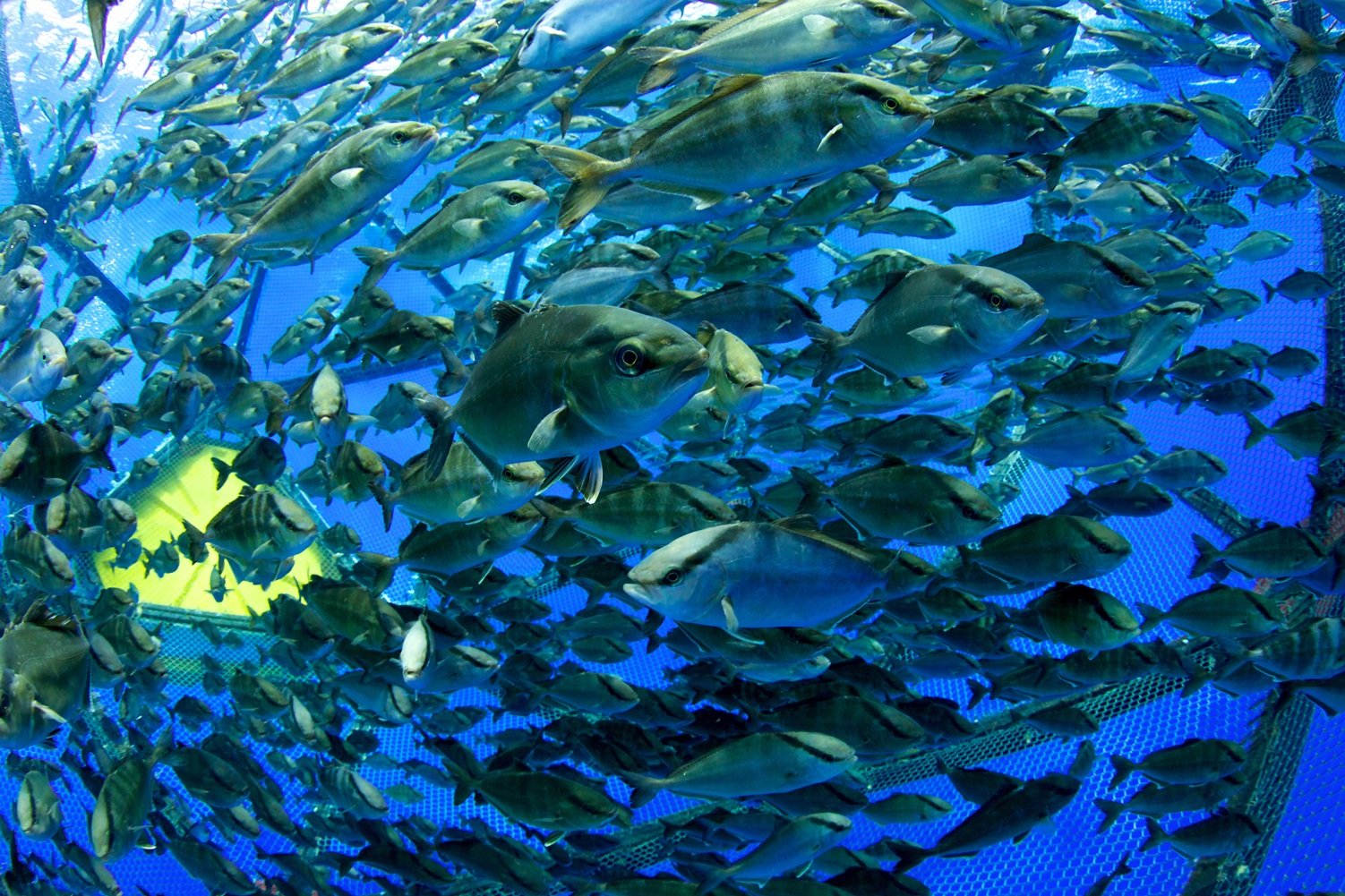 sustainable fish farming