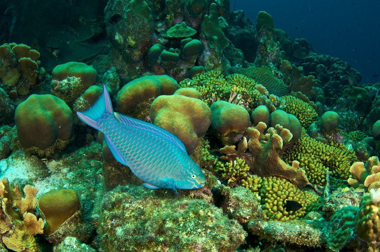 Fiji Reef Fish Chart