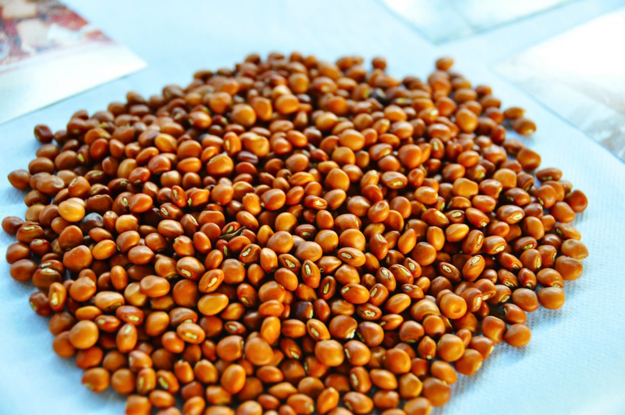 pigeonpea